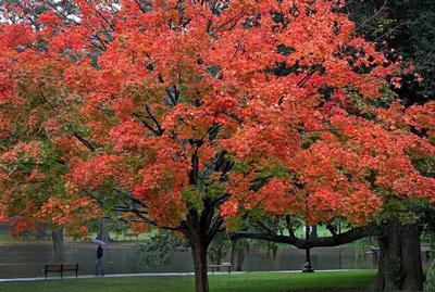 Flower tree clad in red.jpg